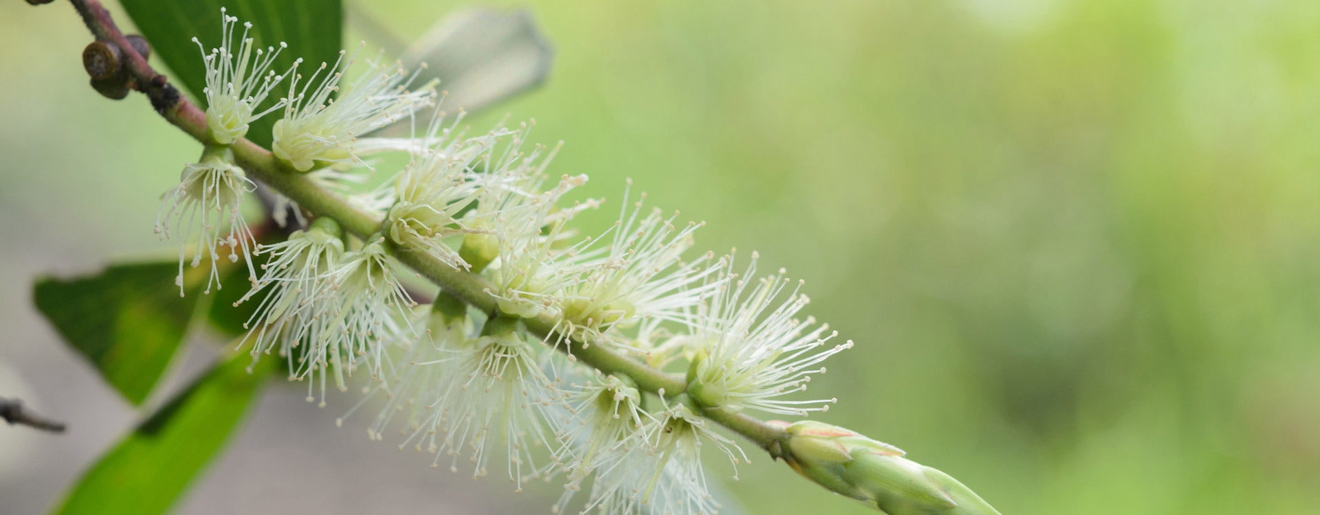 Molluscum contagiosum : un traitement à base d'huile essentielle de Te