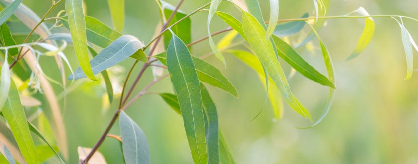 Huile essentielle d'eucalyptus officinal - Le Monde au Naturel