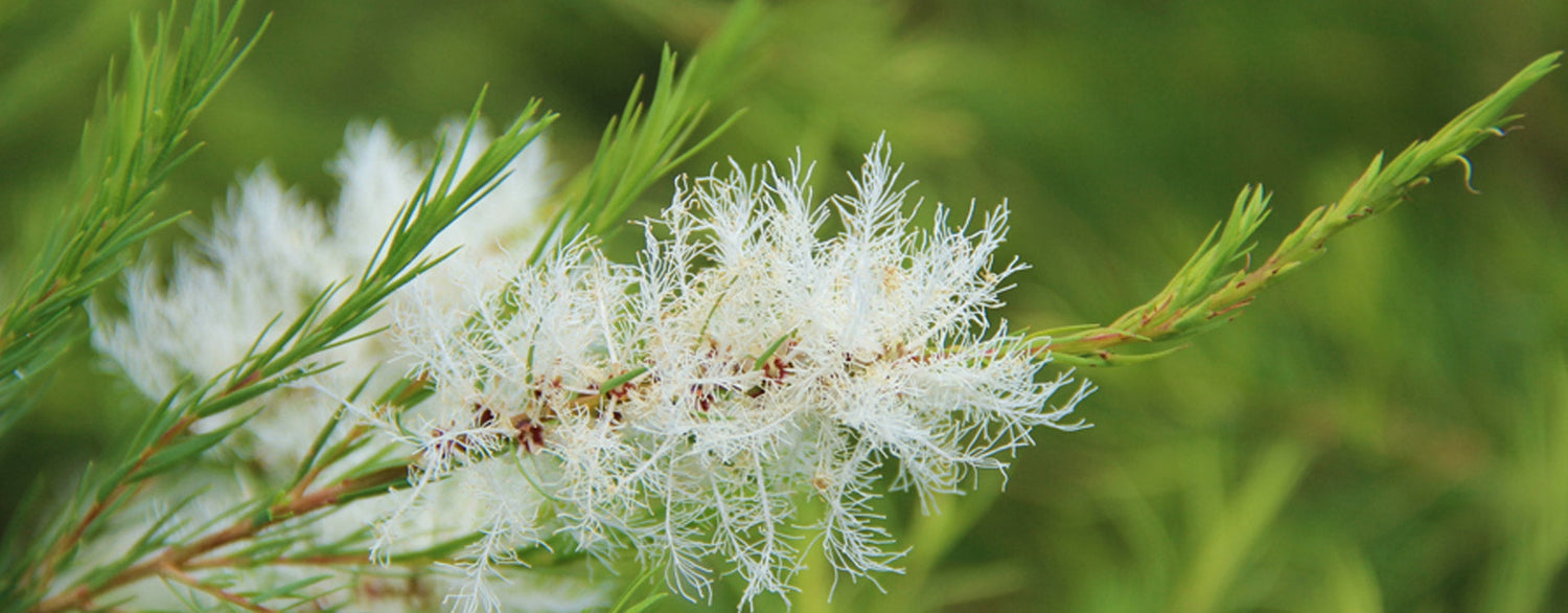 Huile essentielle de Tea-tree