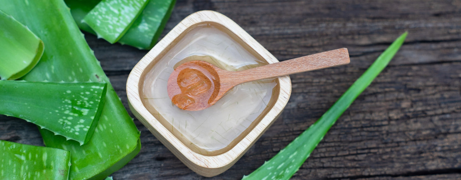 L’Aloe vera cette plante aux multiples vertus !