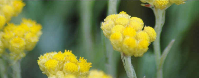Huile essentielle d'Hélichryse Italienne - Immortelle (Helichrysum
