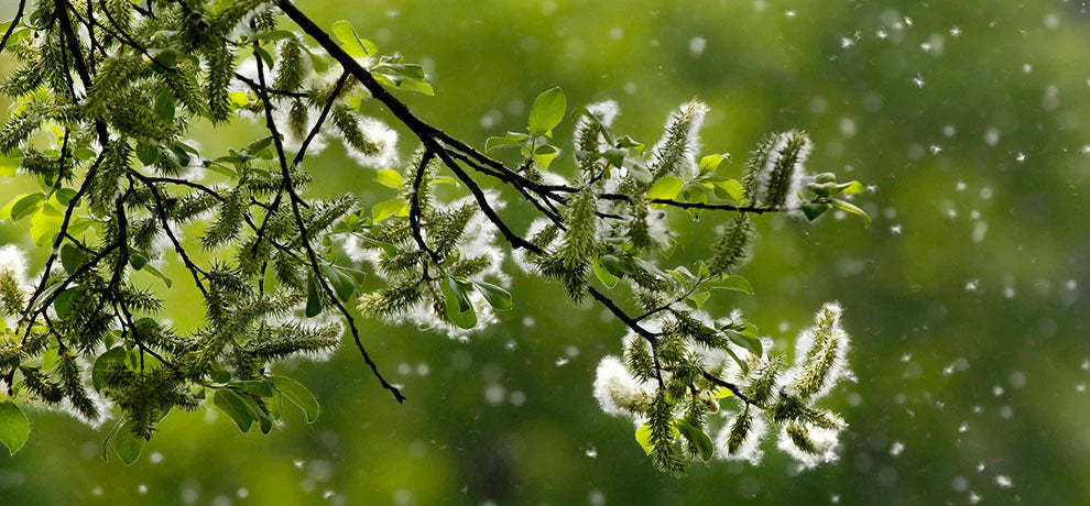 Verlicht hooikoorts snel en natuurlijk | Pranarm