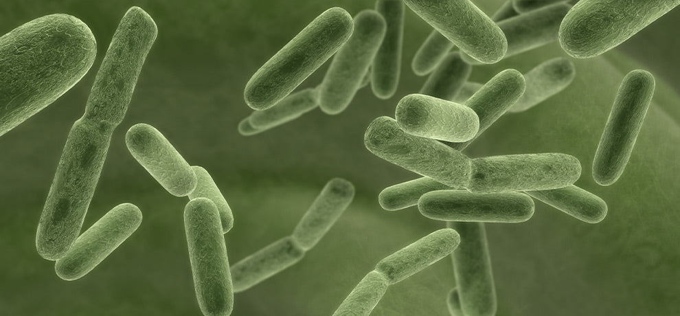 microbiote et santé