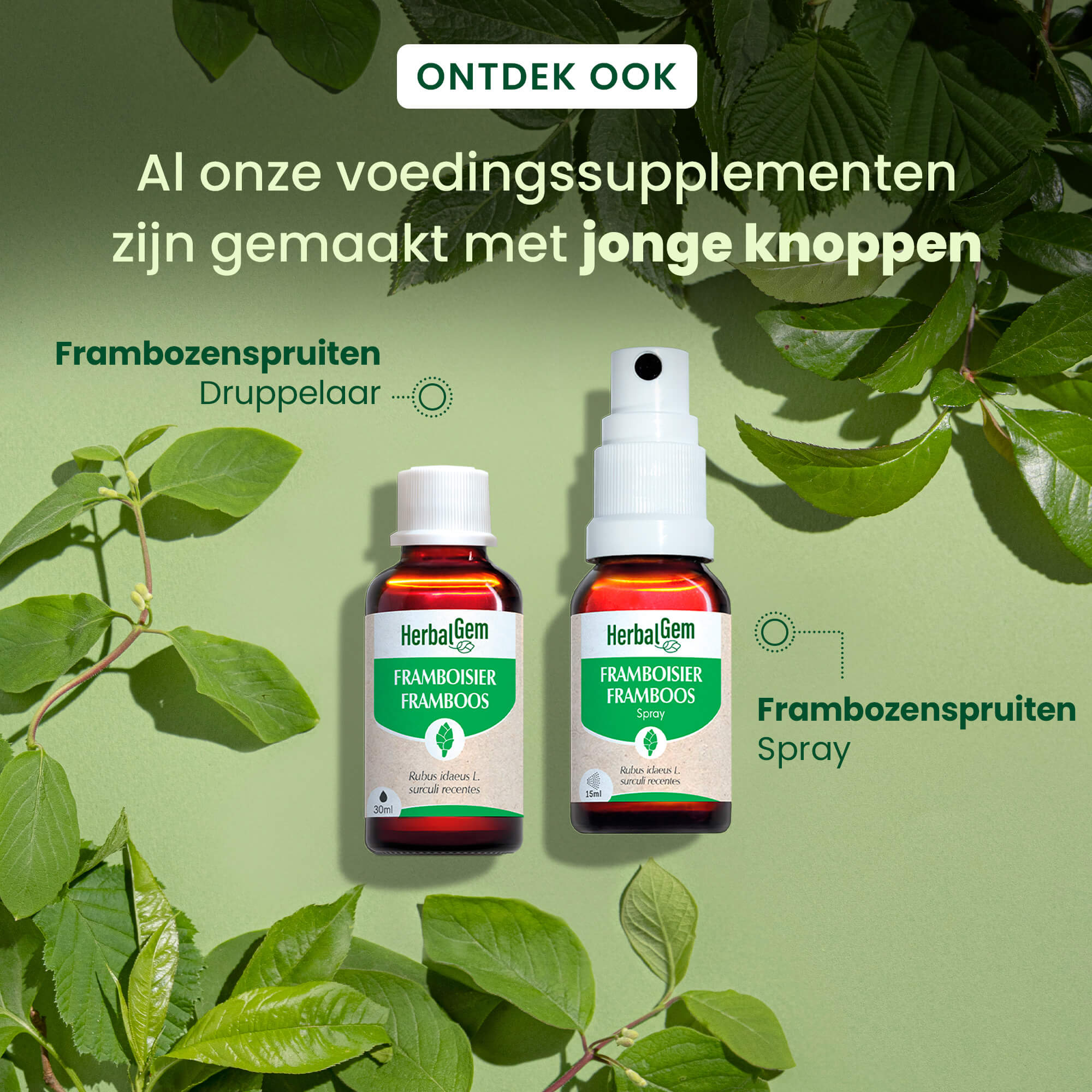 Frambozenknop - Spray - Bio