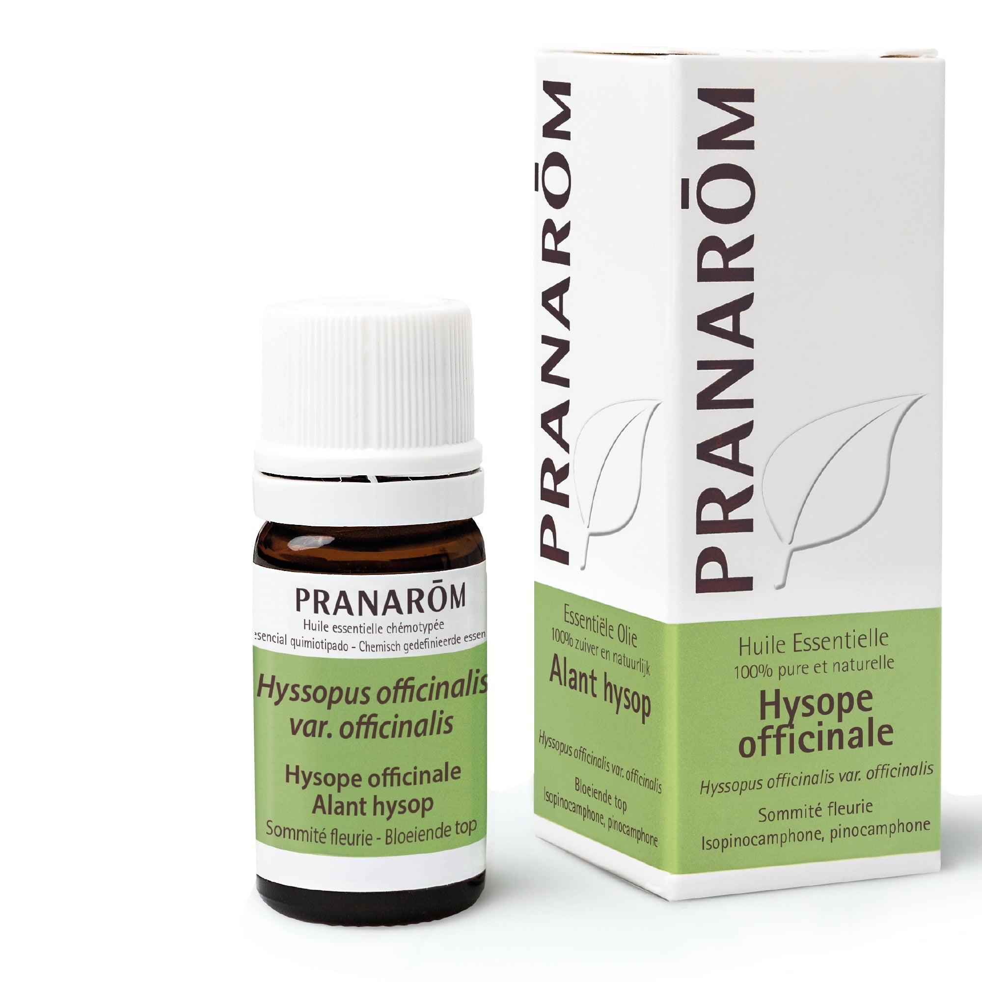 Hysope officinale