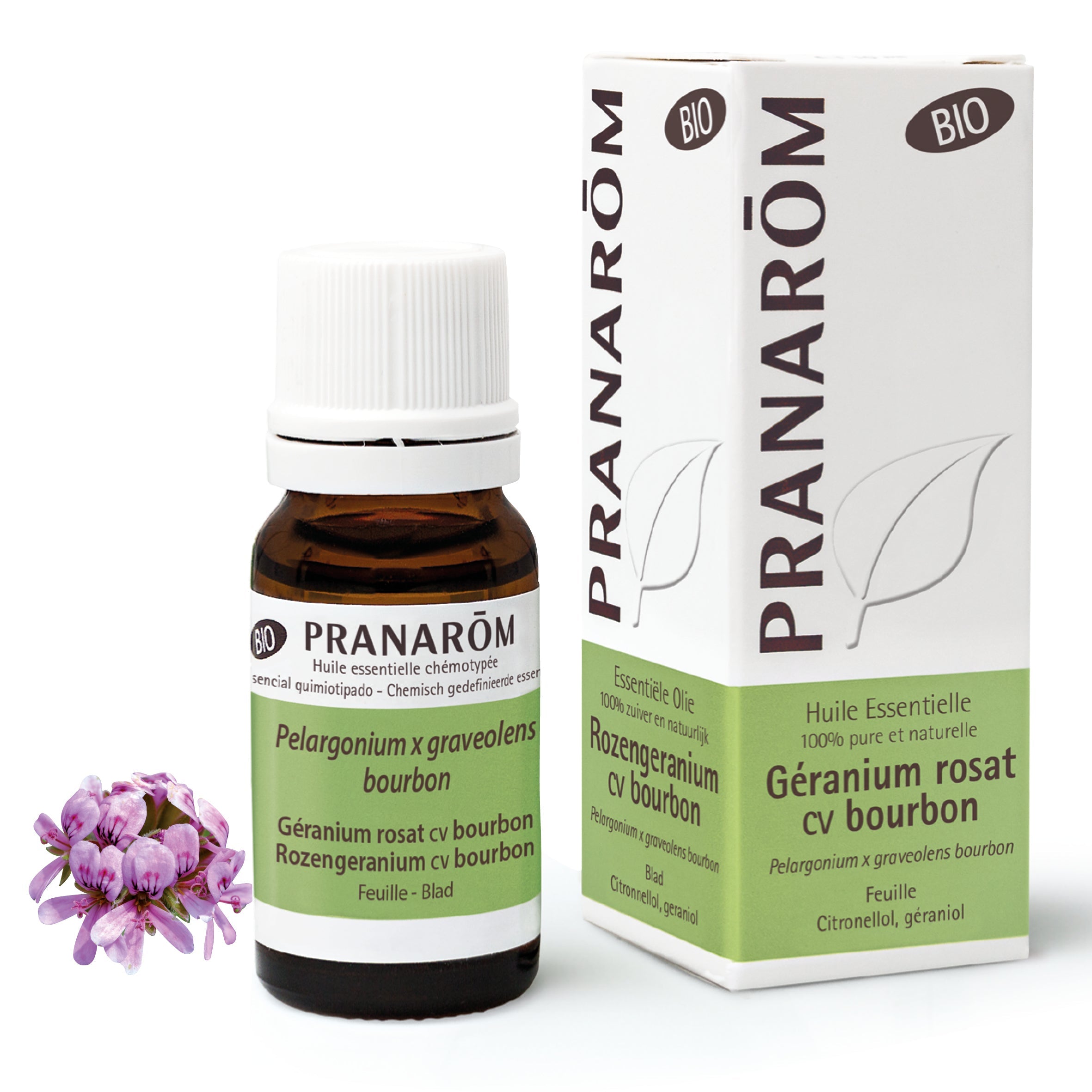 Rozengeranium cv bourbon - Bio - Bio