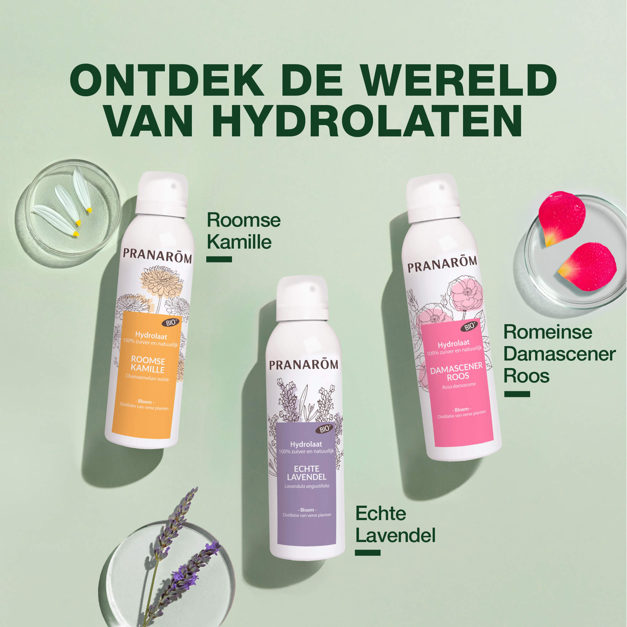 Immortelle Hydrosol (Helichrysum) - Bio