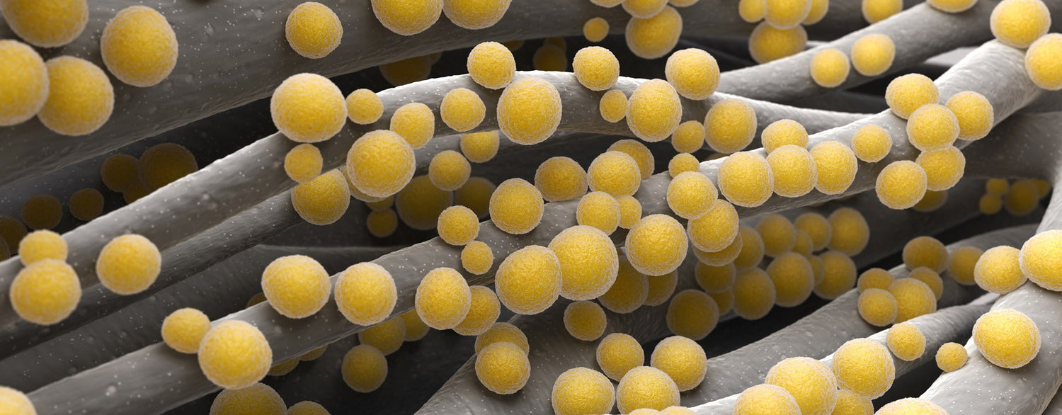 Functional and ultrastructural changes in pseudomonas aeruginosa and staphylococcus aureus cells induced by cinnamomum verum essential oil