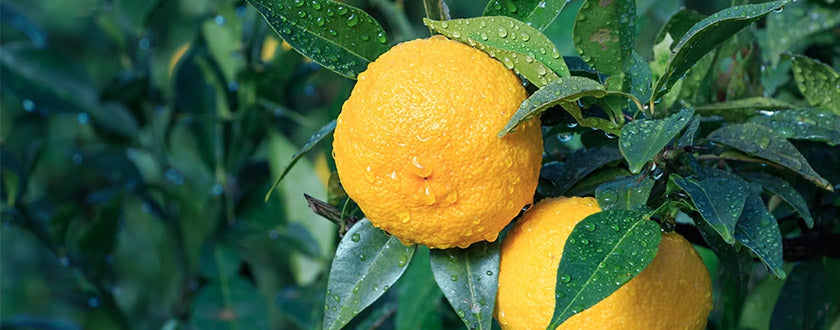 L’huile essentielle de Yuzu – un trésor choyé par les Japonais