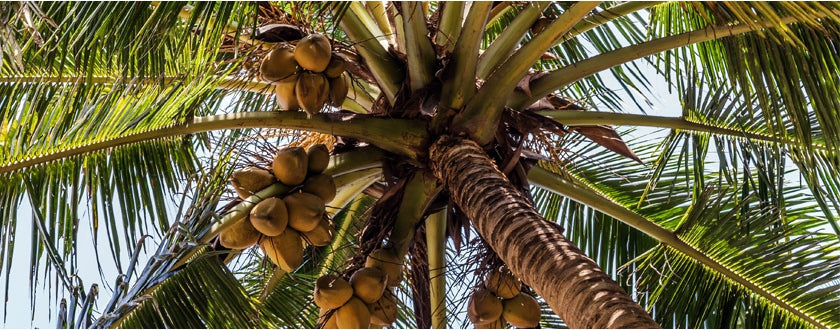 Tous les bienfaits de l’huile de coco