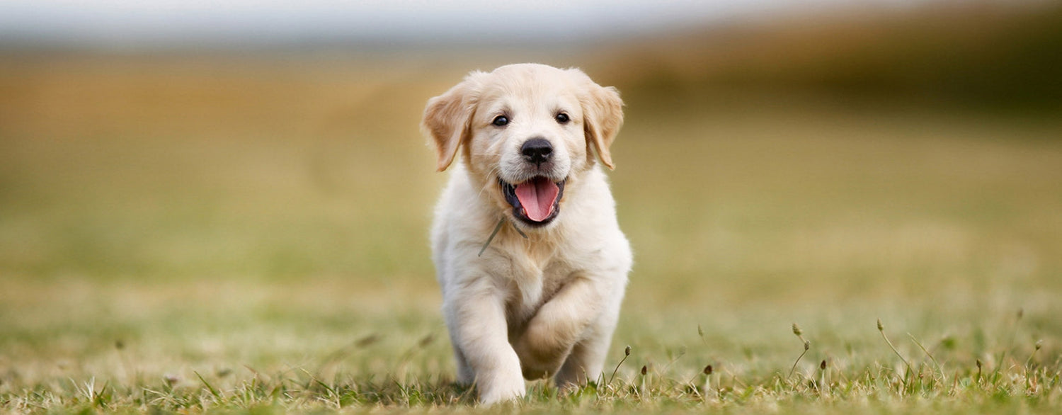 Que peut-on soigner chez son chien grâce aux huiles essentielles ?