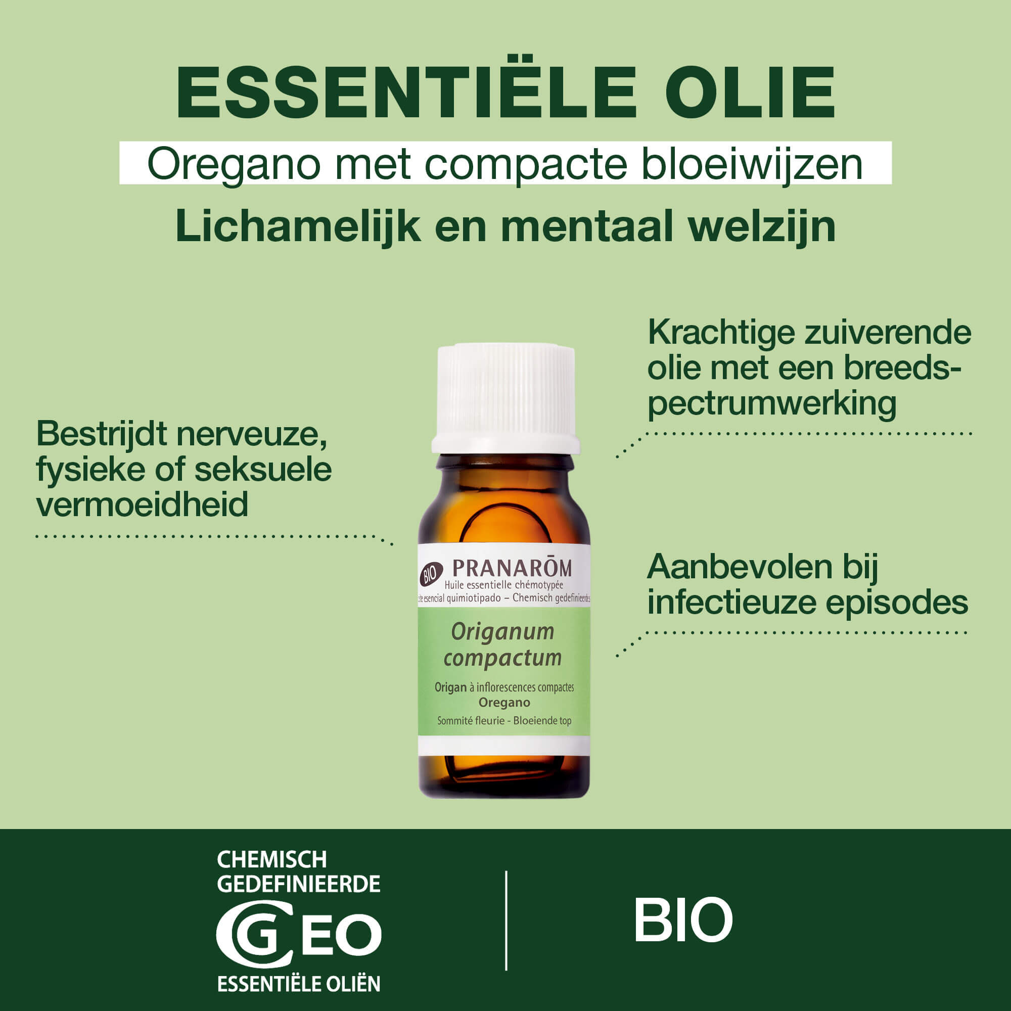 Oregano etherische olie met compacte bloeiwijzen - Bio