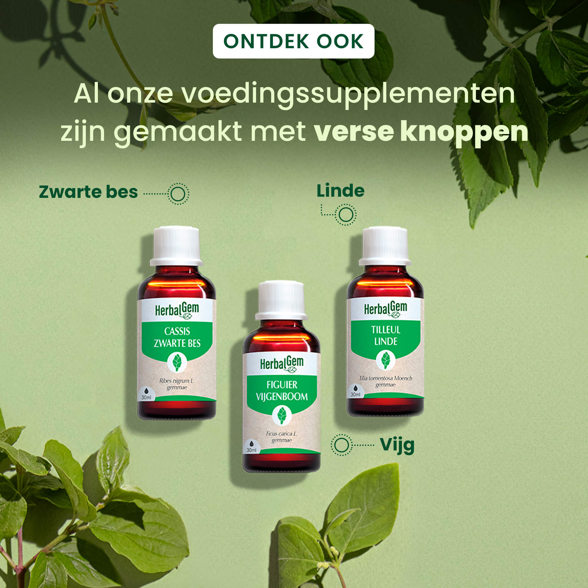 Ginkgo Biloba Knop - Bio