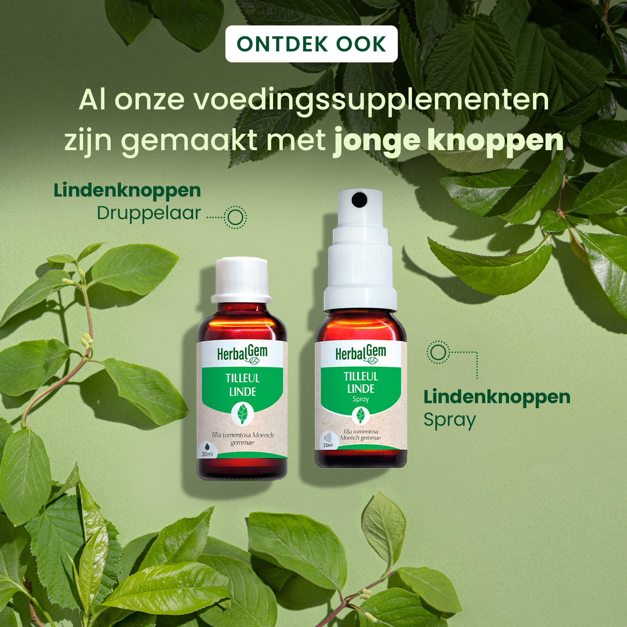 Lindeknop - Bio